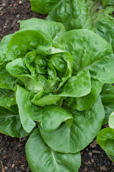OSC Veg. Head Lettuce Buttercrunch