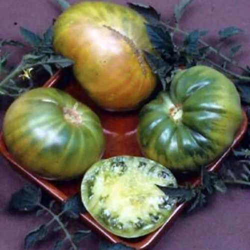 OSC Veg. Heirloom Tomato Aunt Ruby's German Green
