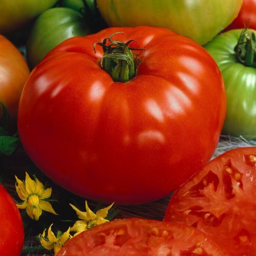 OSC Veg. Heirloom Tomato Brandywine