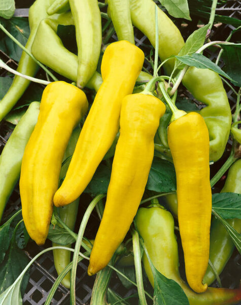 OSC Veg. Hot Pepper SHU 4000 Hungarian Yellow