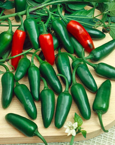 OSC Veg. Hot Pepper SHU 6000 Jalapeno