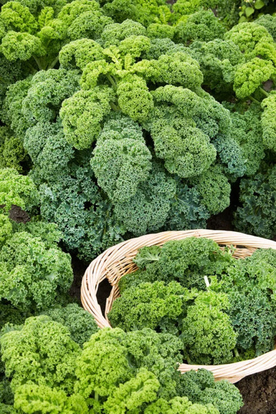 OSC Veg. Kale Dwarf Curled Scotch