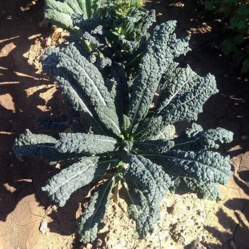 OSC Veg. Kale Lacinato