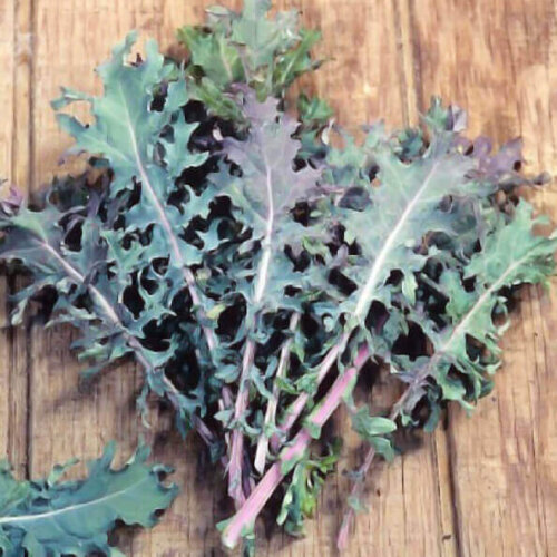 OSC Veg. Kale Red