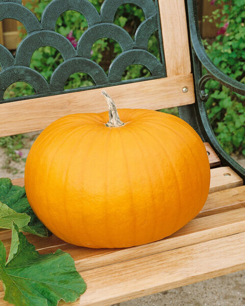 OSC Veg. Lantern Pumpkin Connecticut Field