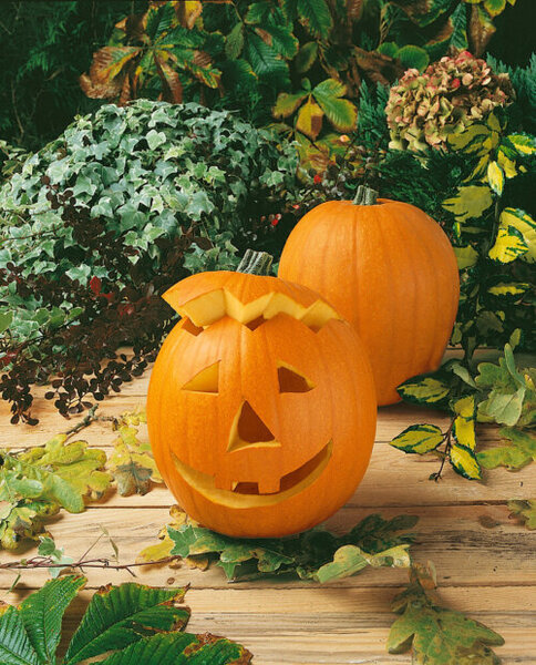 OSC Veg. Lantern Pumpkin Jack O'Lantern