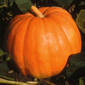 OSC Veg. Large Pumpkin Big Max