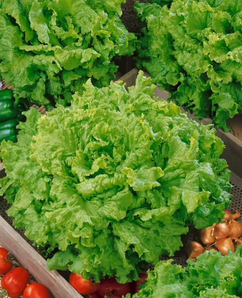 OSC Veg. Leaf Lettuce Grand Rapids