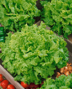 OSC Veg. Leaf Lettuce Grand Rapids