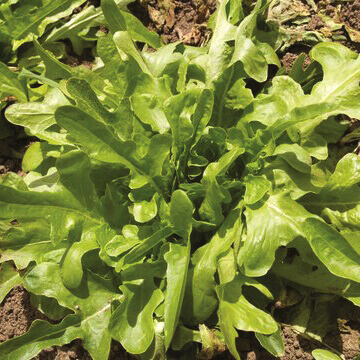 OSC Veg. Leaf Lettuce Oakleaf
