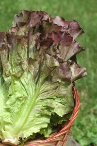 OSC Veg. Leaf Lettuce Ruby Red