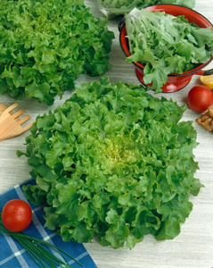 OSC Veg. Leaf Lettuce Salad Bowl