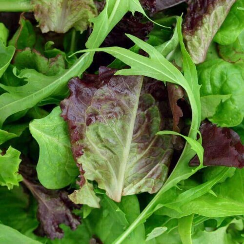 OSC Veg. Mesclun Mixture Mild Mix