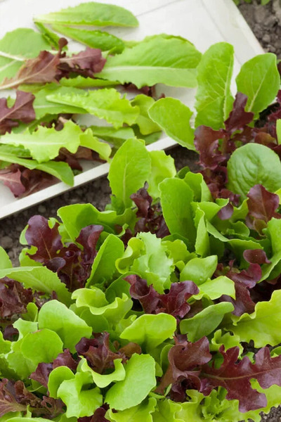 OSC Veg. Mesclun Mixture Salad Greens