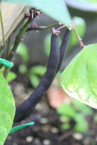 OSC Veg. Novelty Bean Royal Burgundy