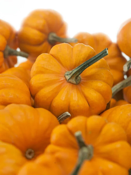 OSC Veg. Novelty Pumpkin Jack Be Little