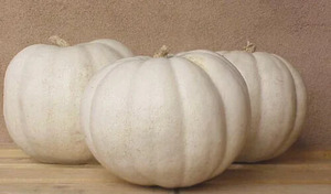 OSC Veg. Novelty Pumpkin Lumina PVP