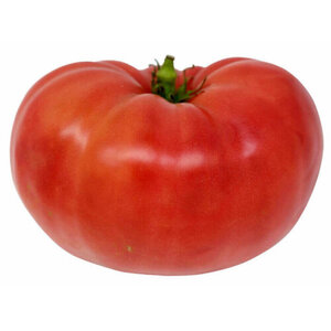 OSC Veg. OP Tomato Beefsteak