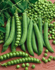 OSC Veg. Peas Green Arrow