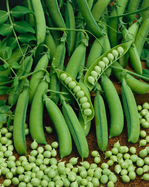 OSC Veg. Peas Little Marvel