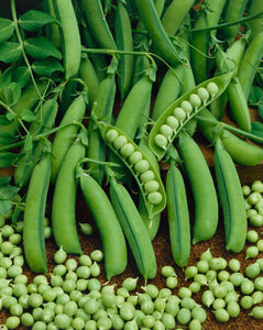 OSC Veg. Peas Little Marvel