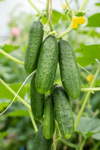 OSC Veg. Pickling Cucumber Chicago Pickling