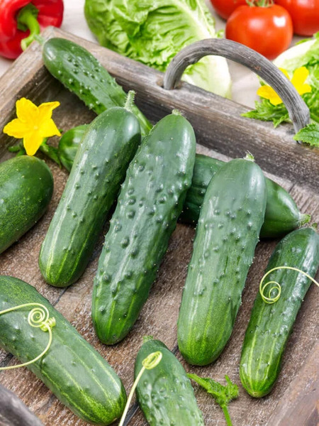 OSC Veg. Pickling Cucumber Wisconsin SMR 58
