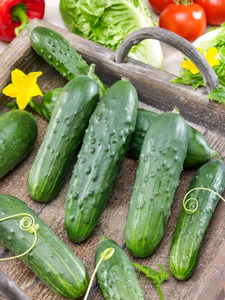 OSC Veg. Pickling Cucumber Wisconsin SMR 58