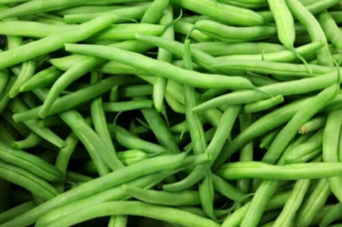 OSC Veg. Pole Bean Kentucky Wonder Green