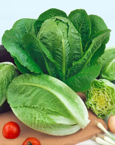 OSC Veg. Romaine Lettuce Parris Island Cos