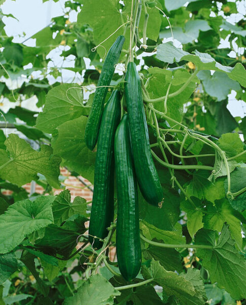 OSC Veg. Slicing Cucumber English Telegraph
