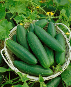 OSC Veg. Slicing Cucumber Marketmore