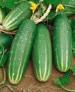 OSC Veg. Slicing Cucumber Straight Eight