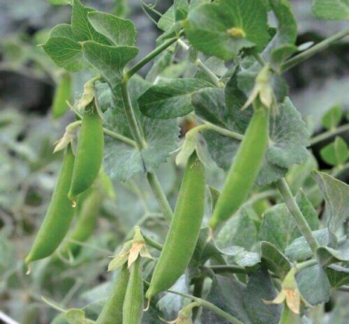 OSC Veg. Snap Pea Little Crunch