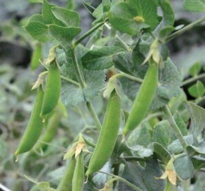 OSC Veg. Snap Pea Little Crunch