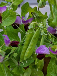 OSC Veg. Snow Peas Little Purple