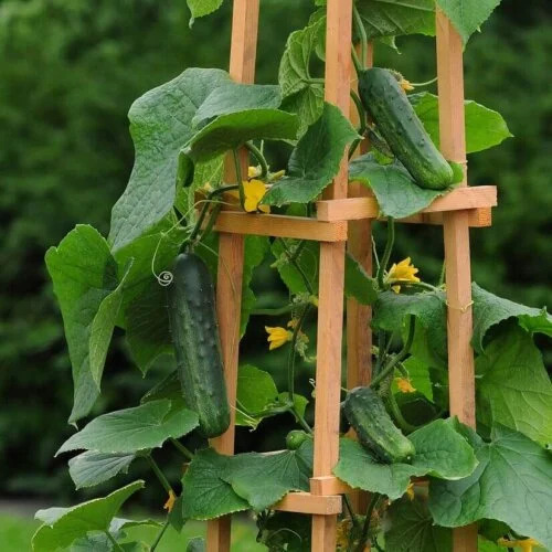 OSC Veg. Specialty Cucumber Patio Snacker Hybrid
