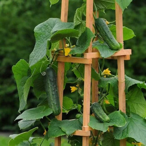 OSC Veg. Specialty Cucumber Patio Snacker Hybrid
