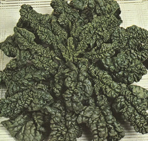 OSC Veg. Spinach Bloomsdale Long Standing