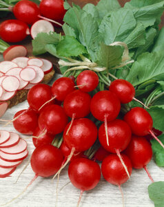 OSC Veg. Summer Radish Cherry Belle