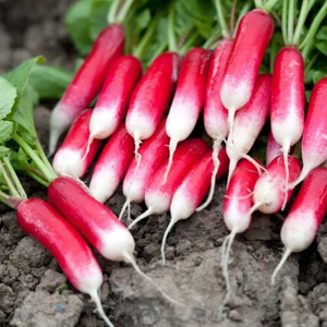 OSC Veg. Summer Radish French Breakfast
