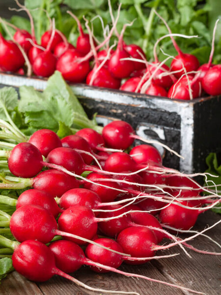 OSC Veg. Summer Radish Scarlet Globe