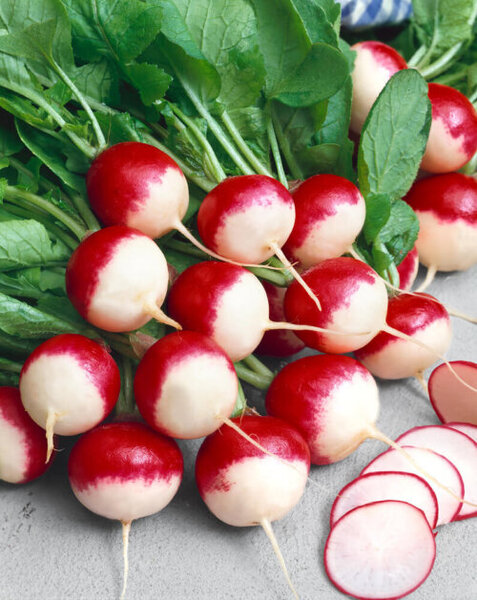 OSC Veg. Summer Radish Sparkler White Tip
