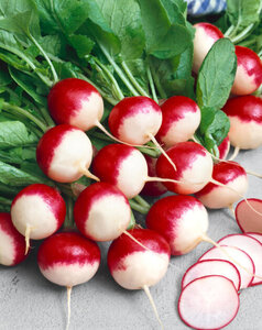 OSC Veg. Summer Radish Sparkler White Tip