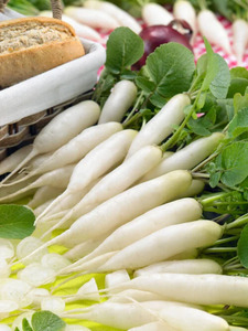 OSC Veg. Summer Radish White Icicle