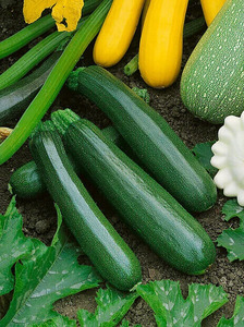 OSC Veg. Summer Squash Dark Green Zucchini