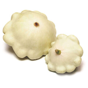 OSC Veg. Summer Squash Early White Scallop