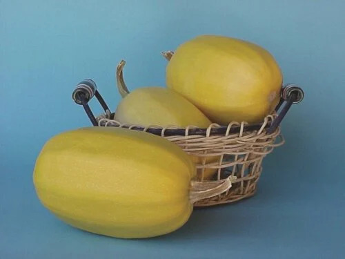 OSC Veg. Summer Squash Spaghetti