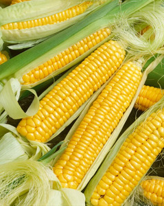 OSC Veg. Sweet Corn Golden Bantam
