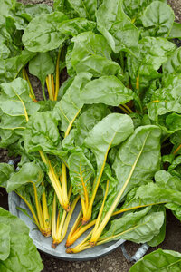 OSC Veg. Swiss Chard Eldorado